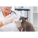 veterinário especializado em gatos Vila Cordeiro