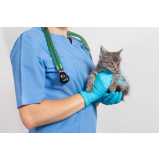 veterinário para cães e gatos 24h contato Brooklin Velho