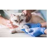 veterinário para felinos telefone MBoi Mirim