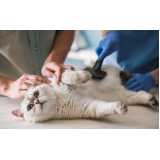 veterinário para felinos Vila Mascote