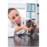 veterinário para gato perto de mim telefone Vila Sonia