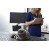 veterinário para gato telefone Vila Tramontano