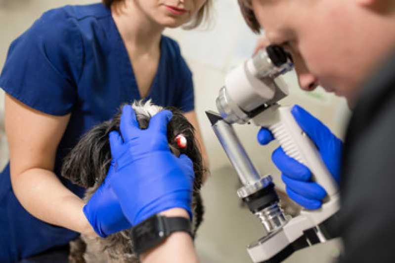 Veterinário Especialista em Odontologia Clínica Saúde - Veterinário Especialista em Endoscopia