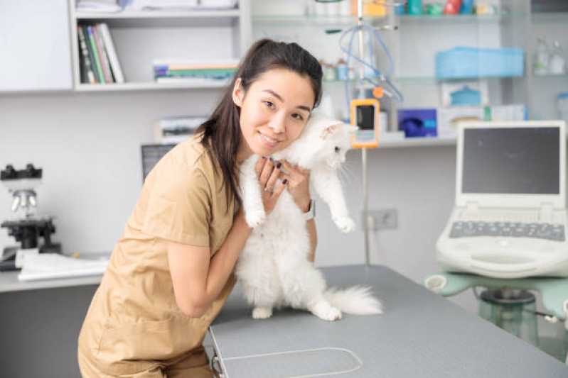 Veterinário Especializado em Gatos Telefone Helen Keller - Veterinário para Gato Itaim Bibi