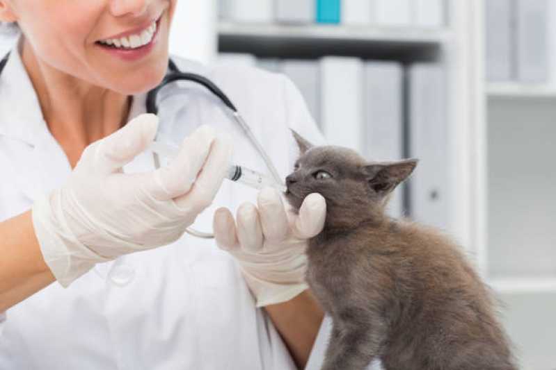 Veterinário Especializado em Gatos Interlagos - Veterinário para Gato Perto de Mim