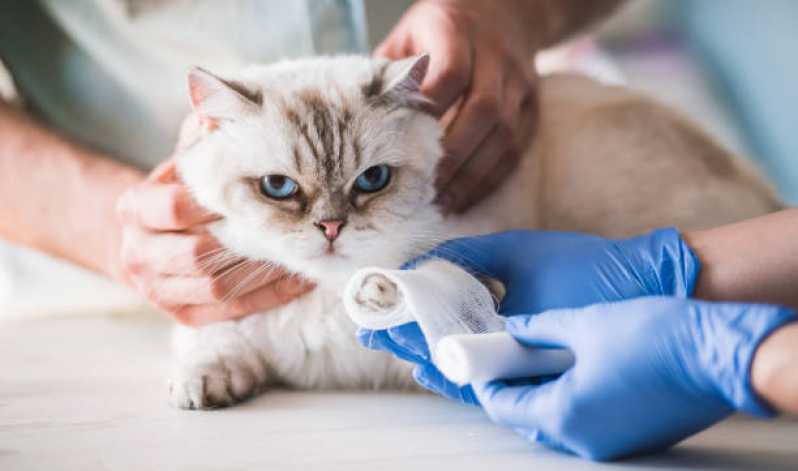 Veterinário para Felinos Telefone Alto da Boa Vista - Veterinário Especializado em Gatos