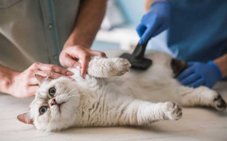 Veterinário para Felinos Ibirapuera - Veterinário Especializado em Gatos