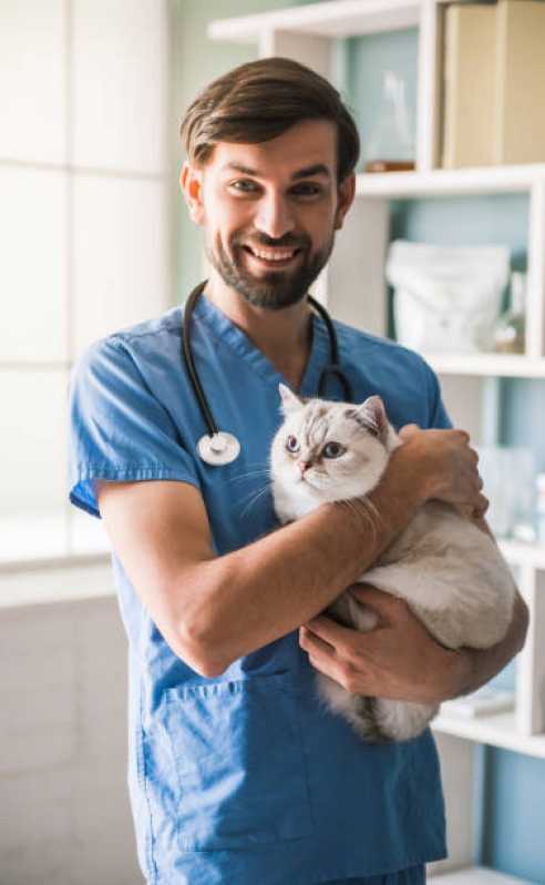 Veterinário para Gato Mais Perto de Mim Telefone Alto da Boa Vista - Centro Veterinário para Gatos