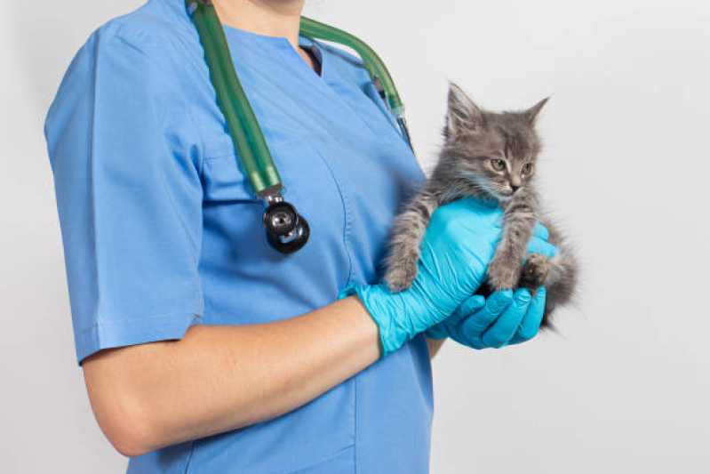Veterinário para Gato Mais Perto de Mim Parque Cocaia - Veterinário para Felinos