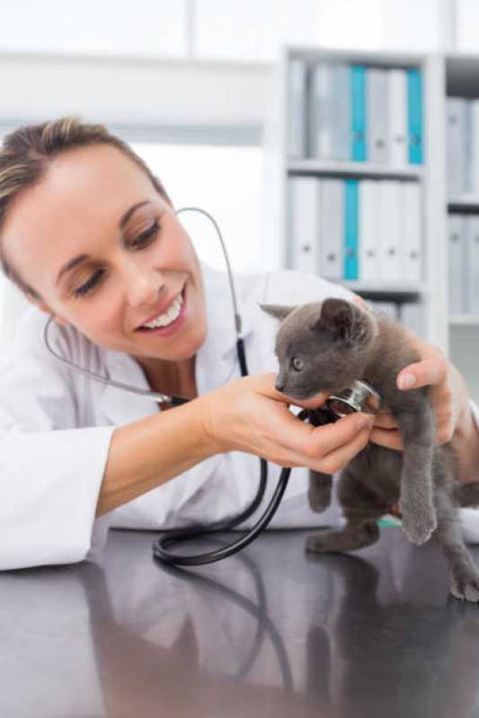 Veterinário para Gato Perto de Mim Telefone Sacomã - Veterinário para Gato Brooklin