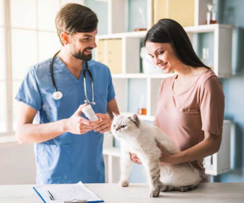 Veterinário para Gato Próximo de Mim Telefone Indianopolis - Veterinário para Gato Perto de Mim